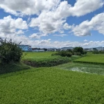 富雄川そばの築堤（天理軽便鉄道・遺構巡り）